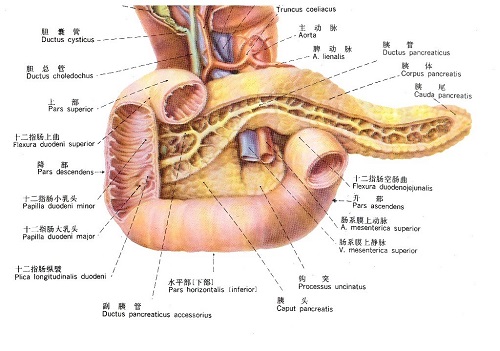 胰腺解剖图，医疗纠纷律师