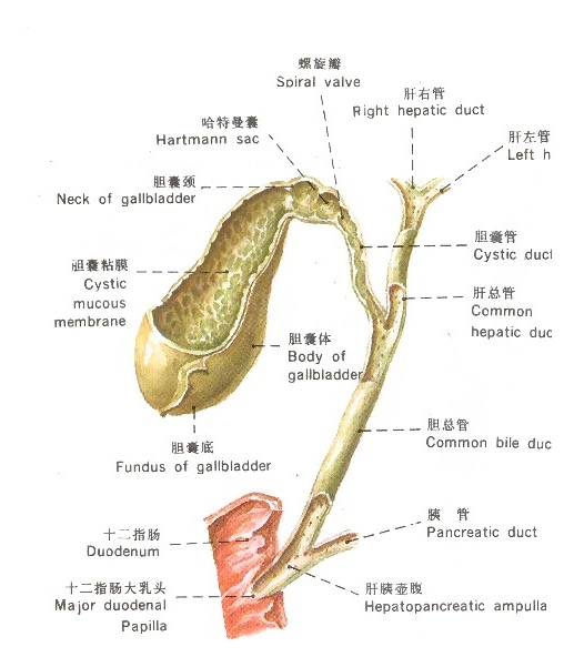 肝外胆管解剖图，医疗纠纷律师